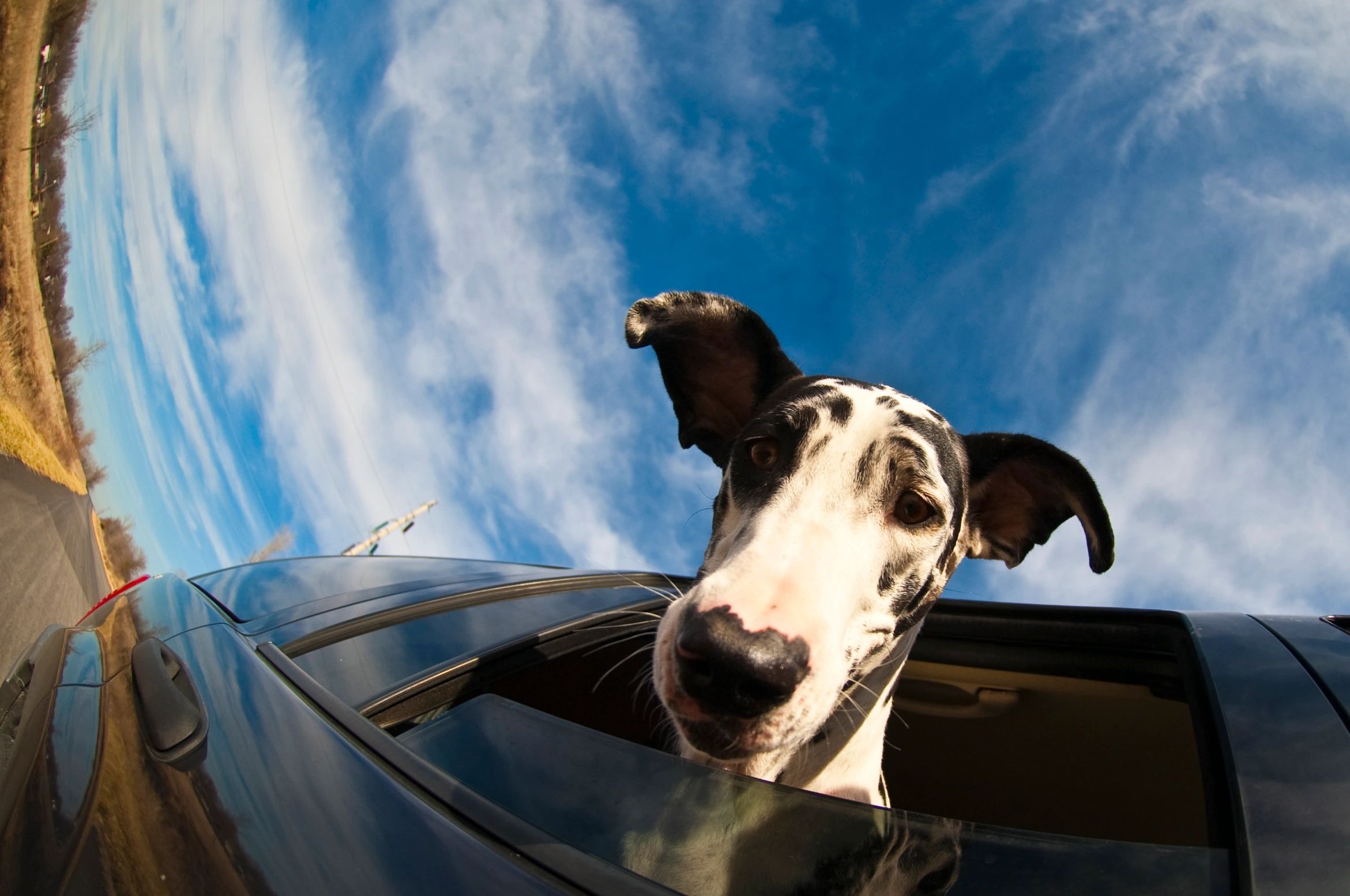 Great Dane riding comfortably during a road trip
