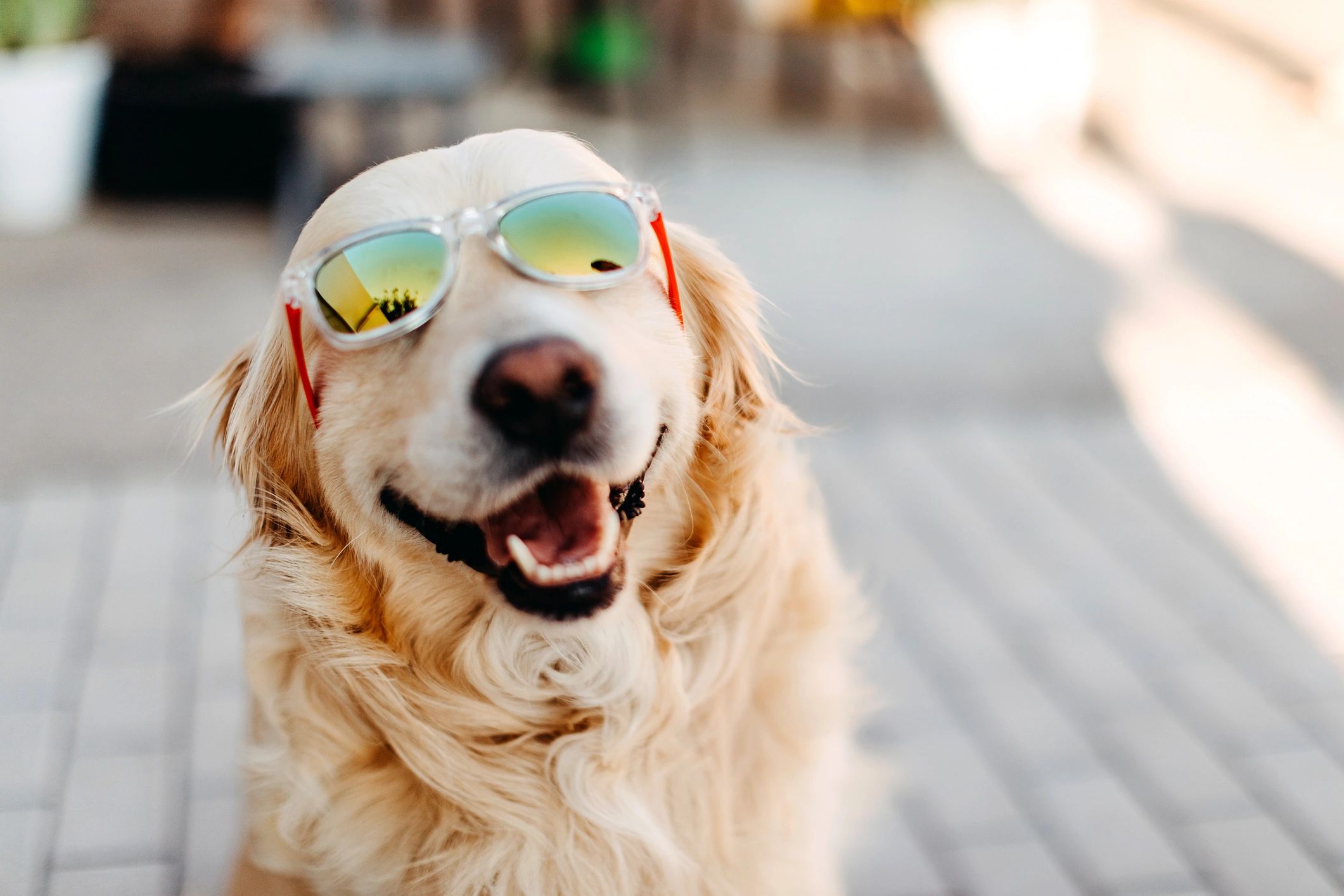 Dog portrait representing pet first aid and emergency prep