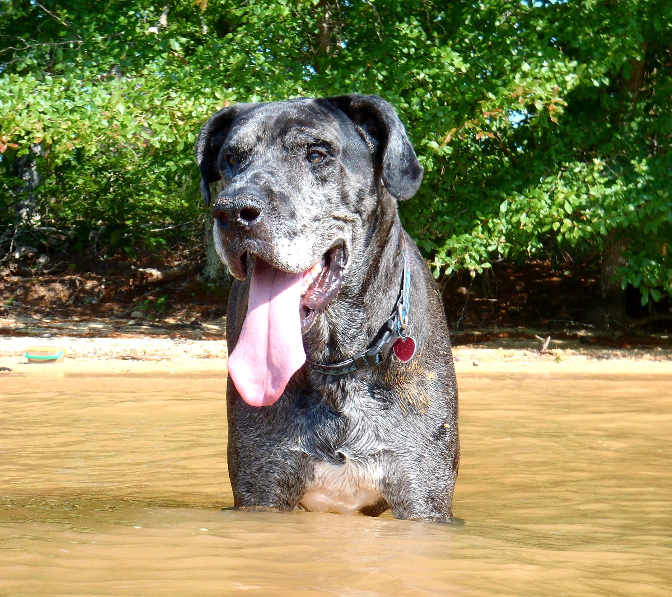 Great Dane standing in a lake on an outdoor adventure