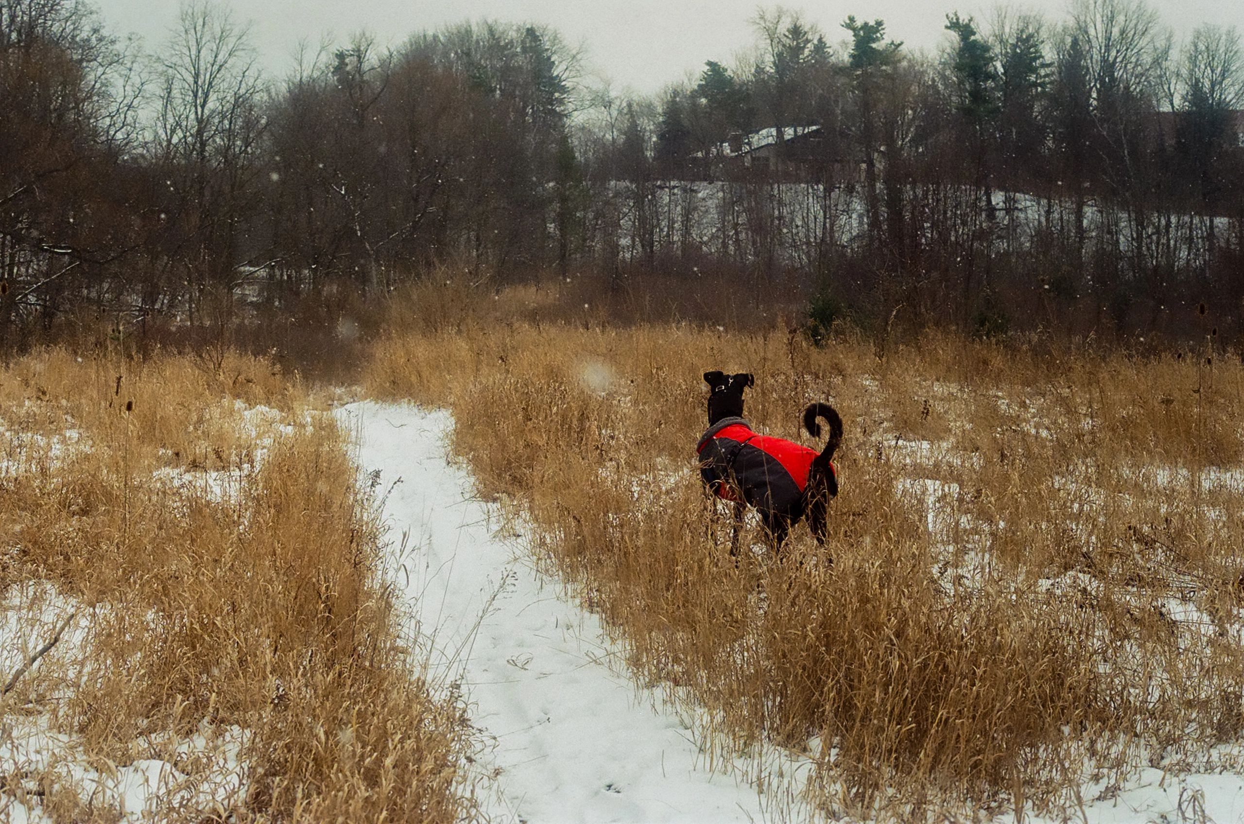 Large dog on a forest trail
