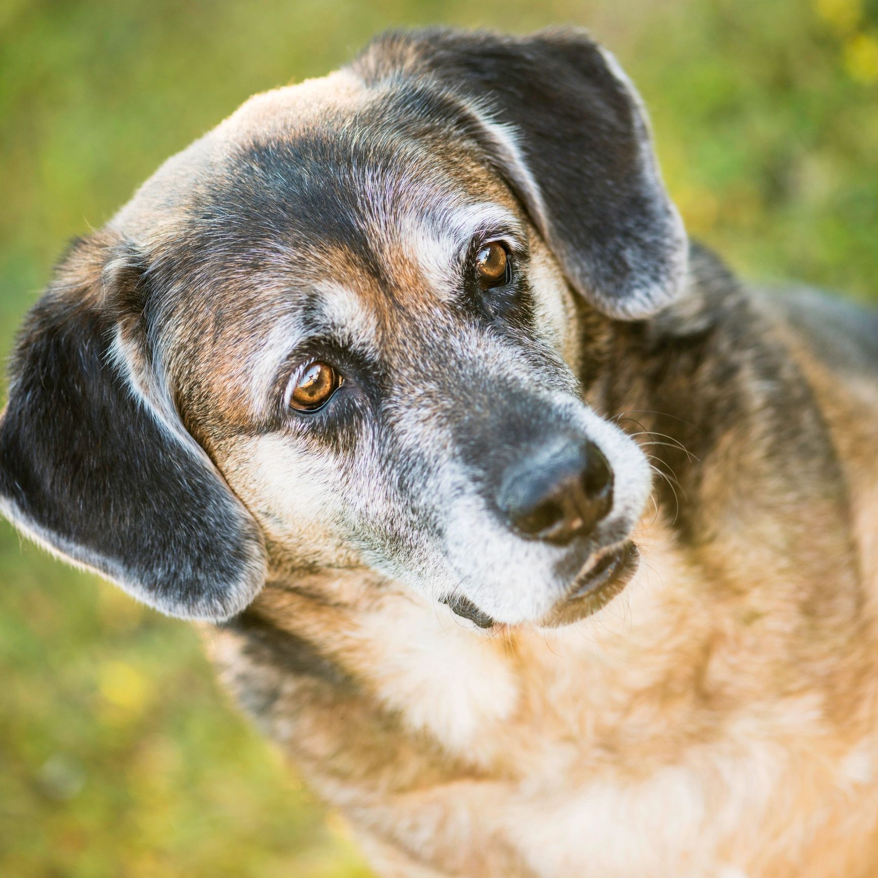 Portrait of a happy dog outdoors