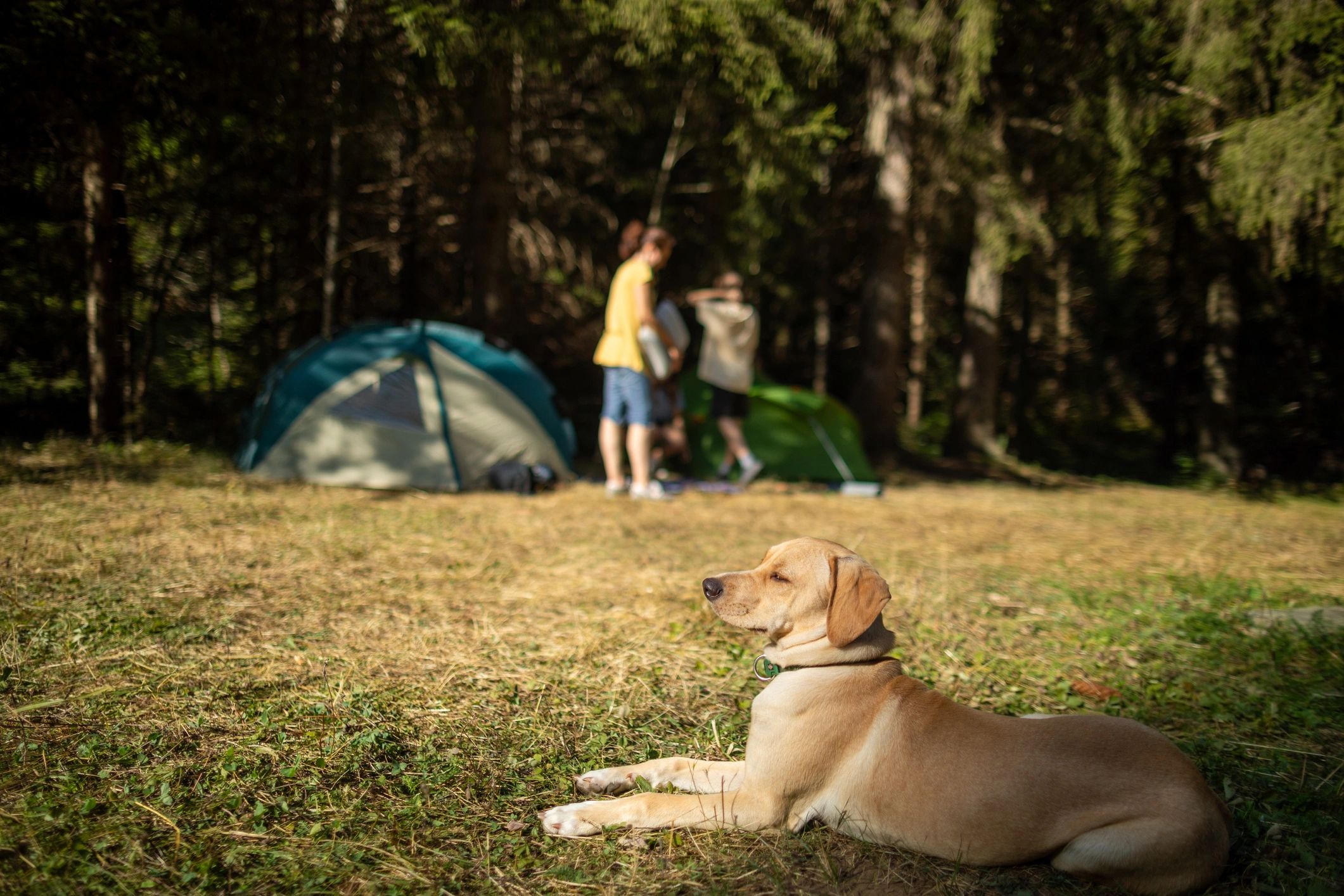 Family setting up a campsite with a dog nearby