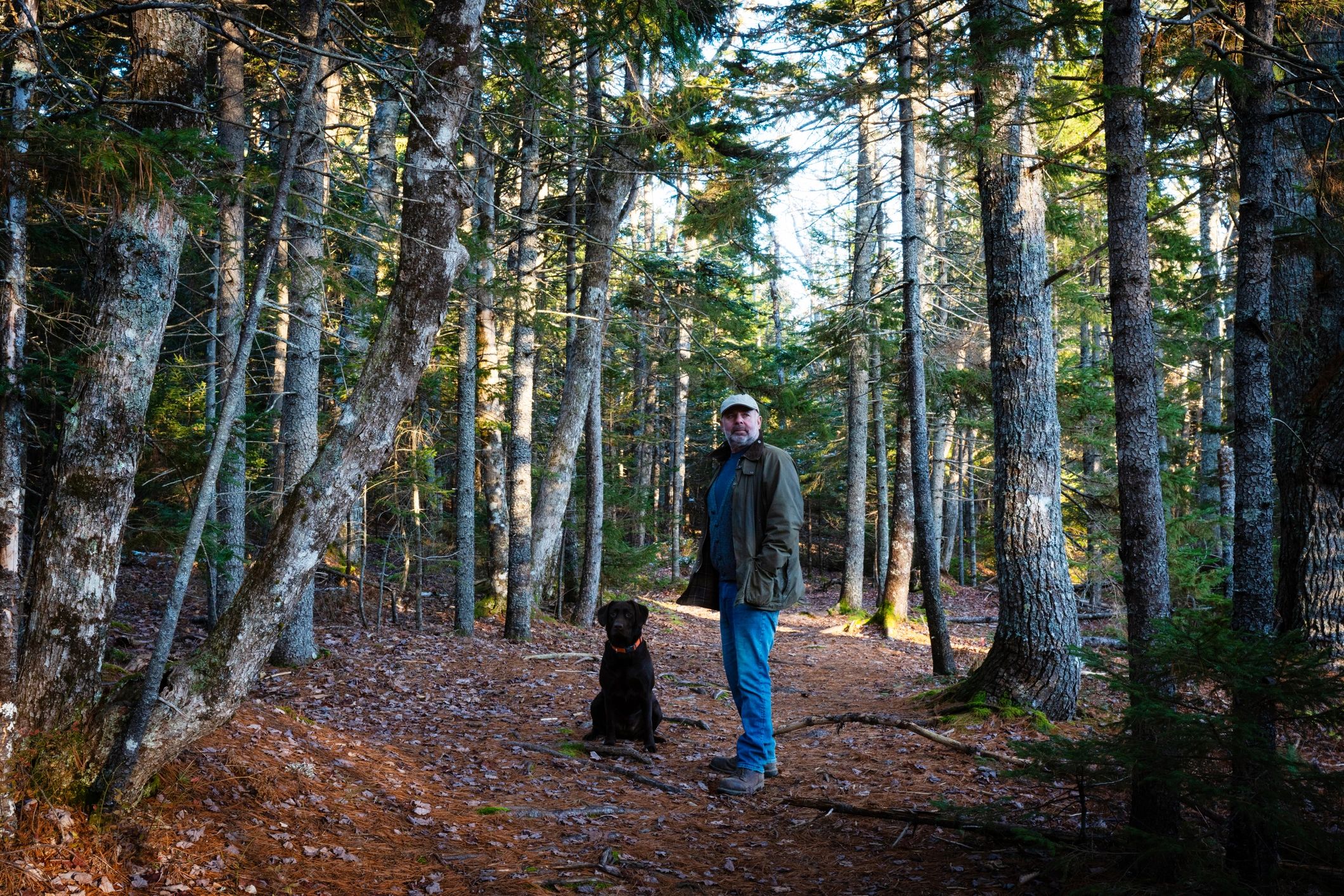 Person walking a dog on a forest trail