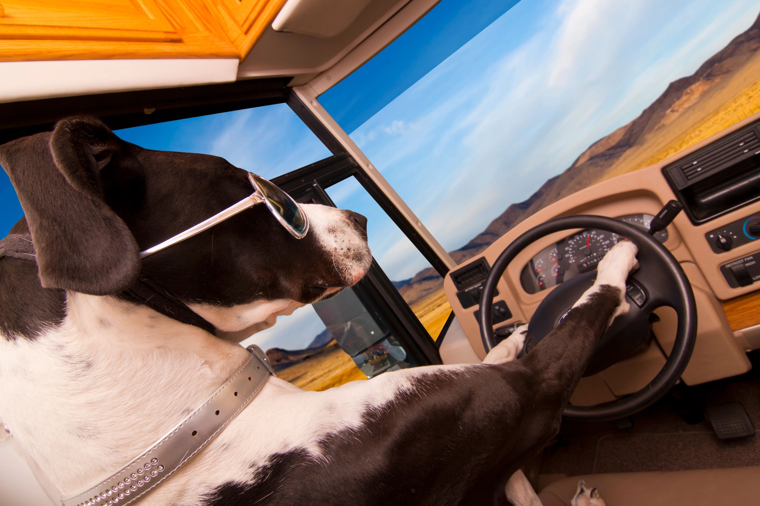 Great Dane riding in an RV cab, looking out the window
